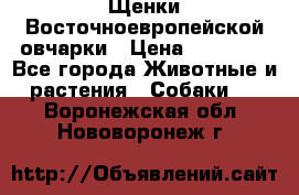 Щенки Восточноевропейской овчарки › Цена ­ 25 000 - Все города Животные и растения » Собаки   . Воронежская обл.,Нововоронеж г.